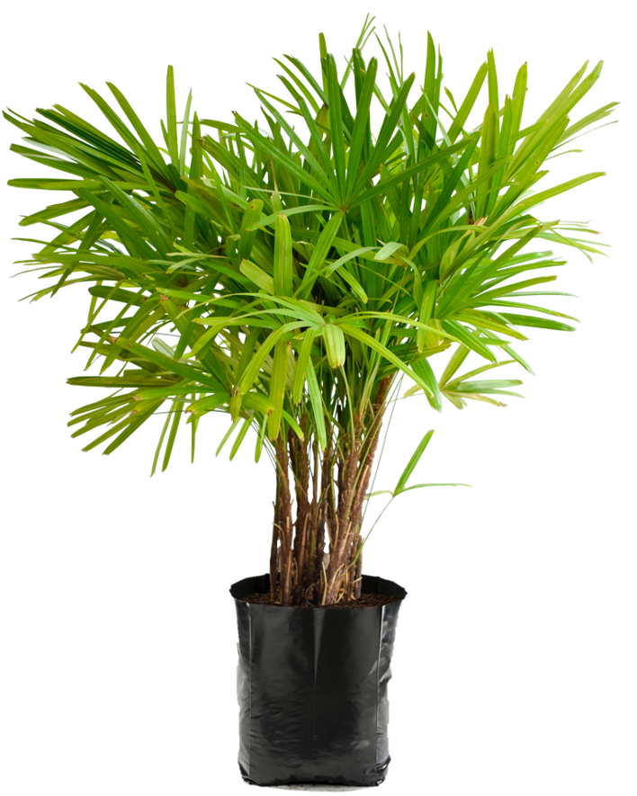 Rhapis Grande. Planta de sombra
