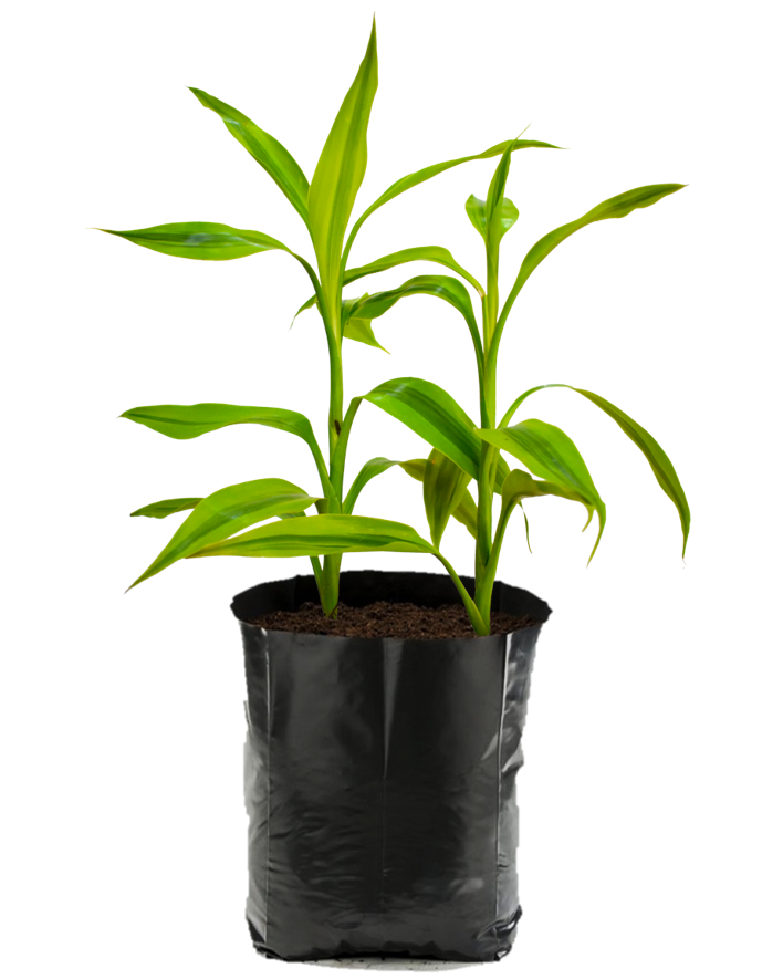 Sanderiana. Planta de sombra