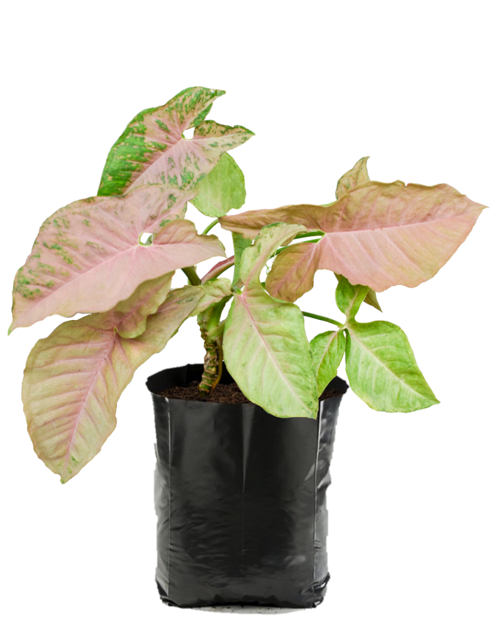 Syngonio Rosa. Planta de sombra