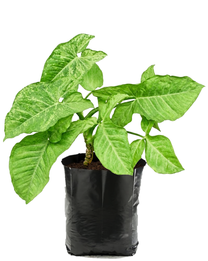 Syngonio Verde