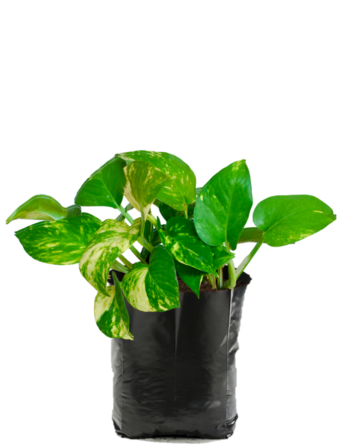 Teléfono Verde. Planta de sombra