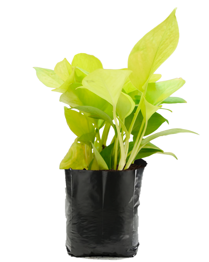 Teléfono Limón. Planta de sombra