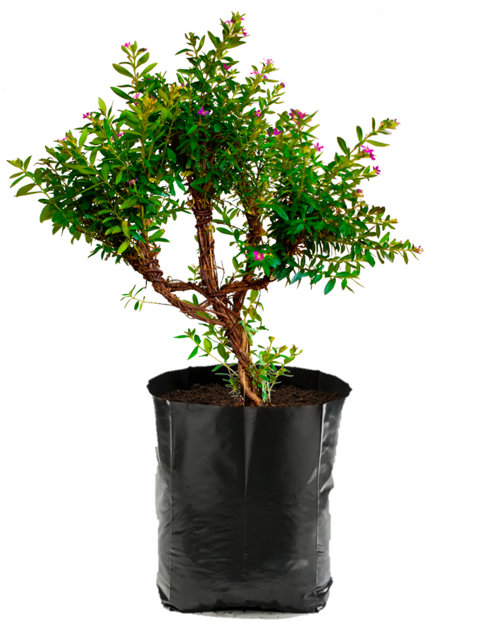 Trueno de Venus. Planta de sombra