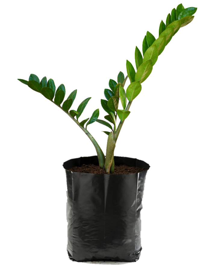 Zamioculcas