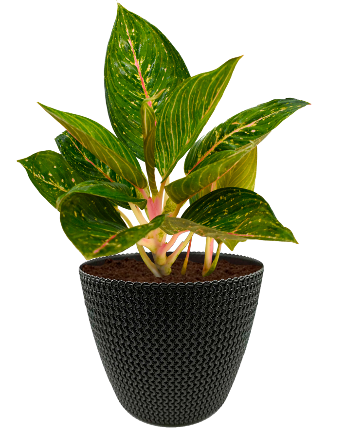 Algaonema en maceta café. Planta de sombra