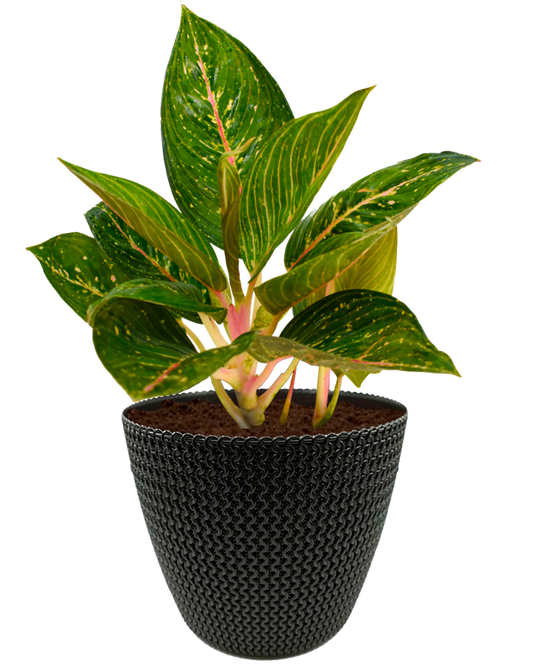Algaonema en maceta café. Planta de sombra