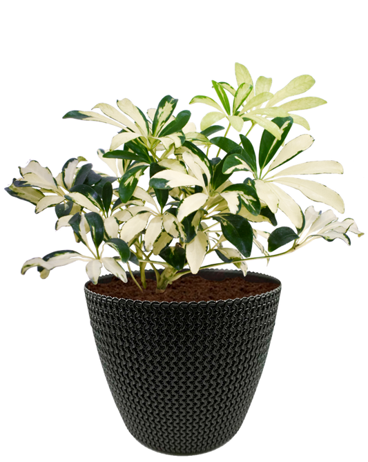 Aralia Arboricola en maceta café. Planta de sombra