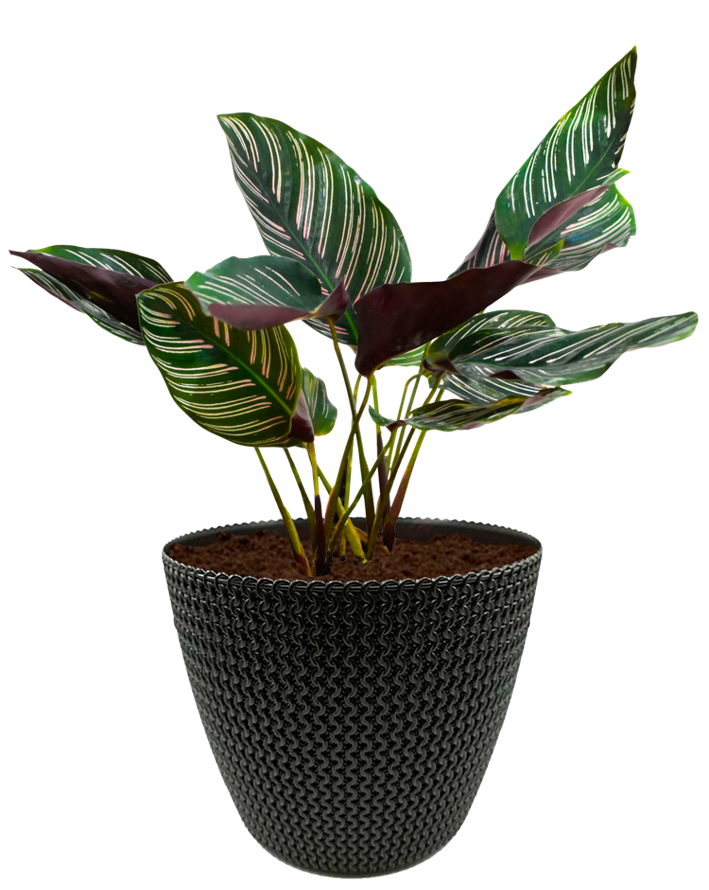 Calathea ornata en maceta café. Planta de sombra