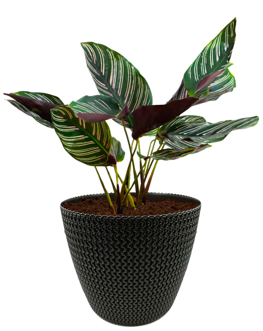Calathea ornata en maceta café. Planta de sombra