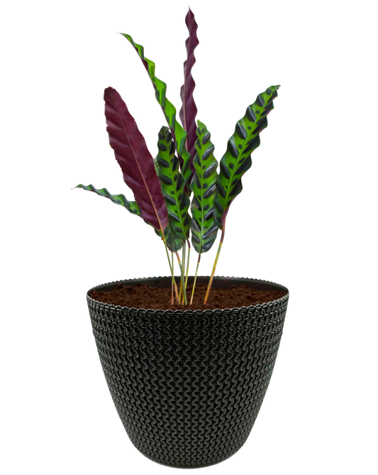 Calathea lancifolia en maceta café. Planta de sombra