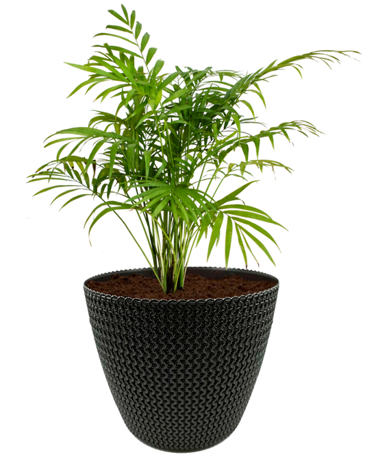 Camedor en maceta café. Planta de sombra