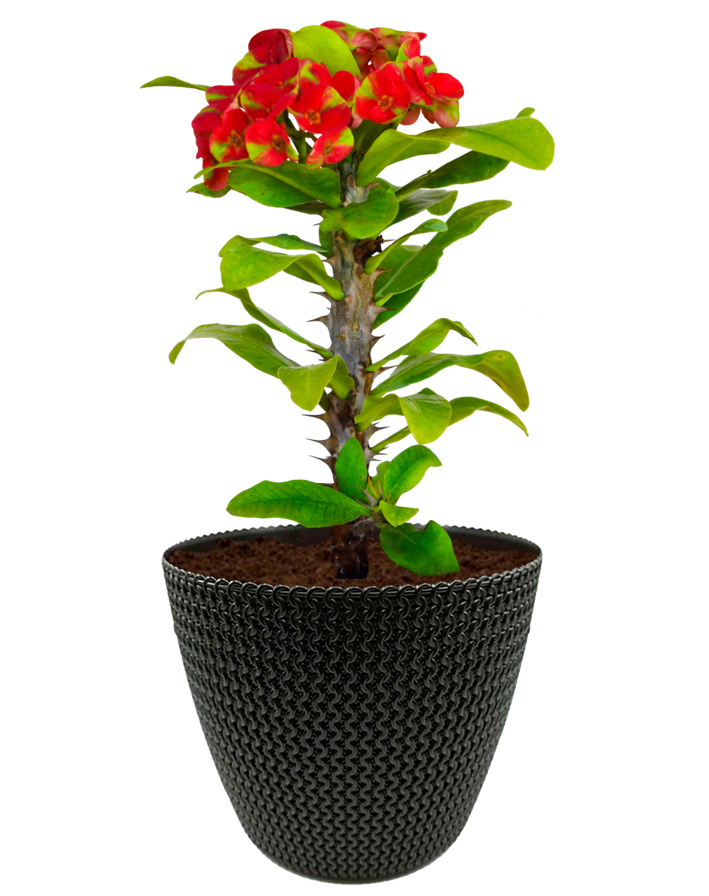 Corona de Cristo Sandía en maceta café. Planta de sol. Planta de sombra