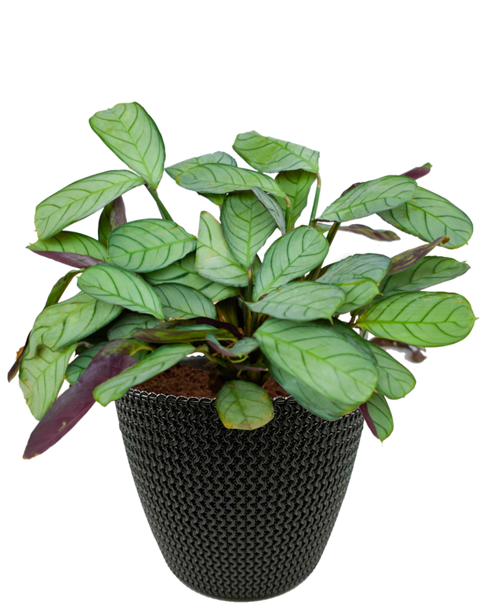 Ctenanthe en maceta café. Planta de sombra