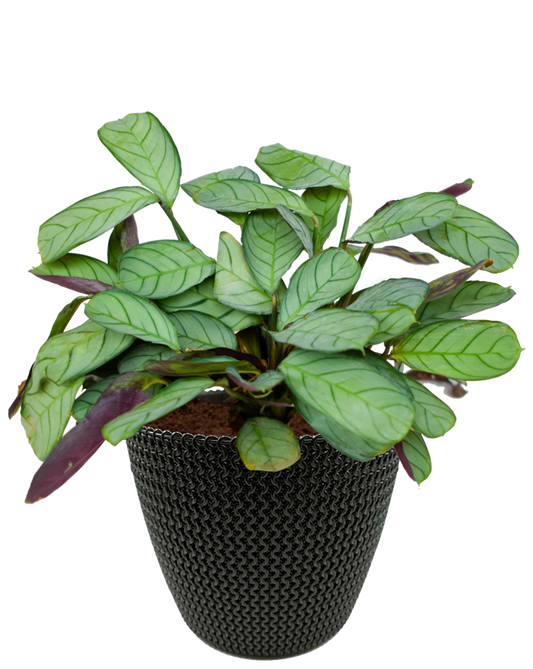 Ctenanthe en maceta café. Planta de sombra