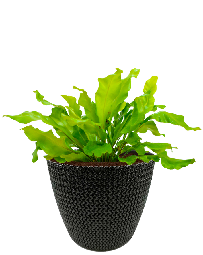 Helecho Nido de Ave en maceta café. Planta de sombra