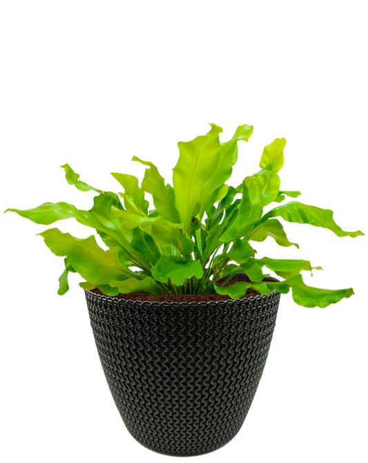 Helecho Nido de Ave en maceta café. Planta de sombra