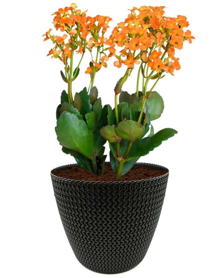 Kalanchoe Naranja en maceta café. Planta de sol. Planta de sombra