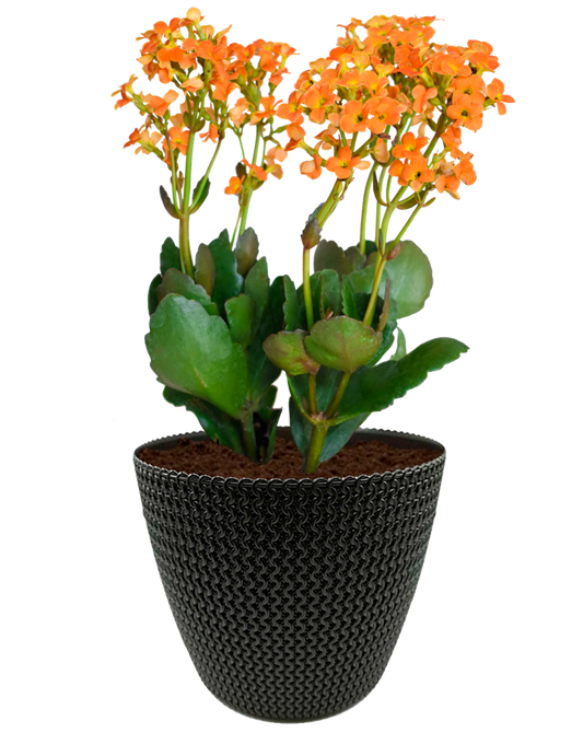 Kalanchoe Naranja en maceta café. Planta de sol. Planta de sombra