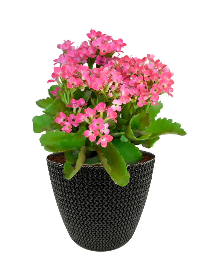Kalanchoe Rosa en maceta café. Planta de sol. Planta de sombra
