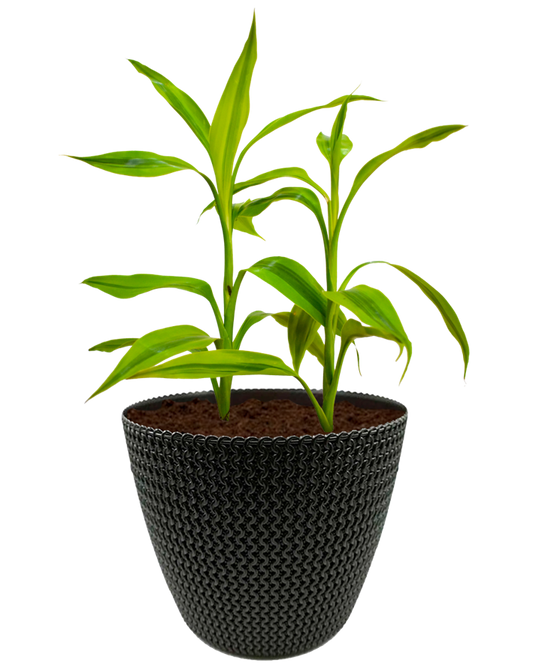 Sanderiana en maceta café. Planta de sombra