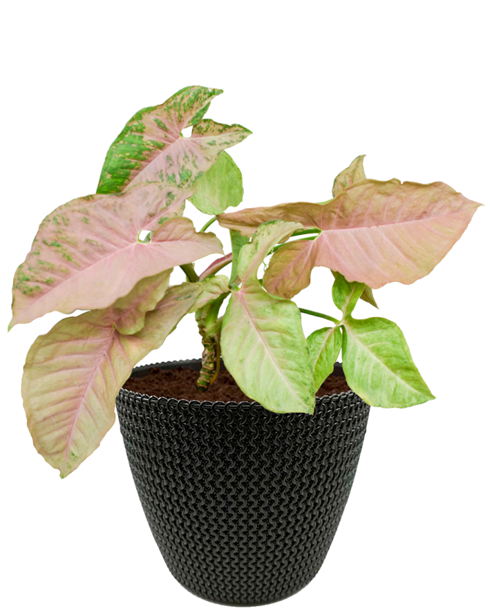 Syngonio Rosa en maceta café. Planta de sombra