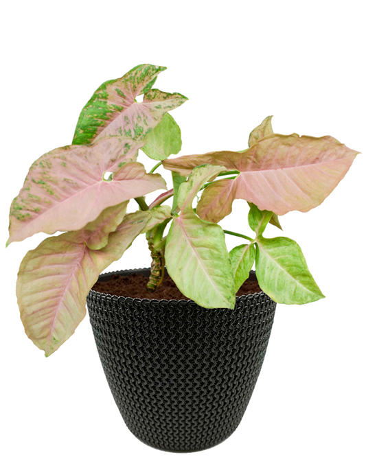 Syngonio Rosa en maceta café. Planta de sombra