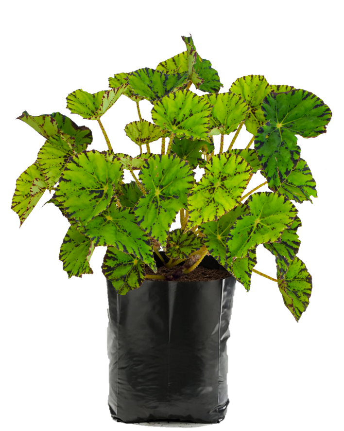 Begonia Verde. Planta de sombra