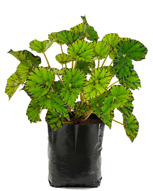 Begonia Verde. Planta de sombra