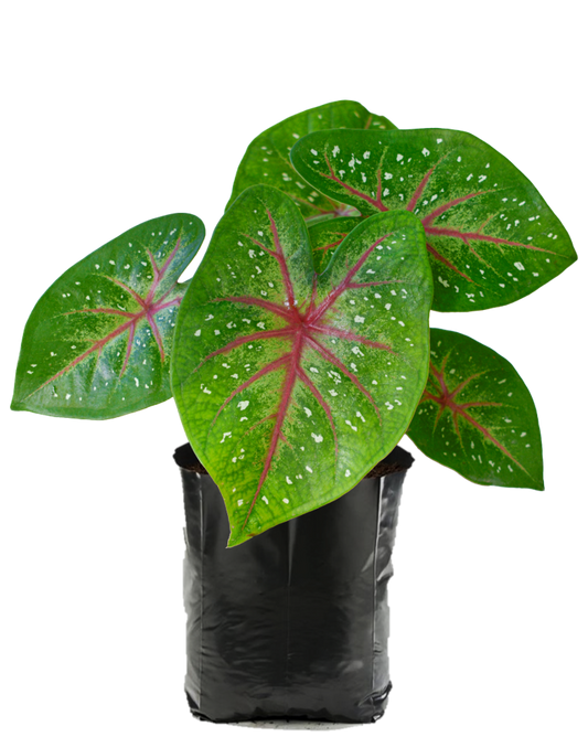 Caladium