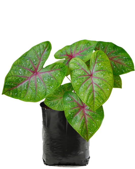 Caladium