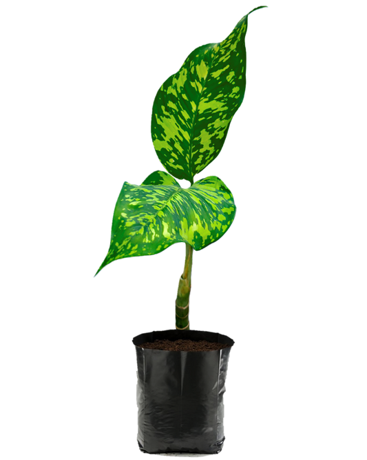 Dieffenbachia ‘Mayan Jade’