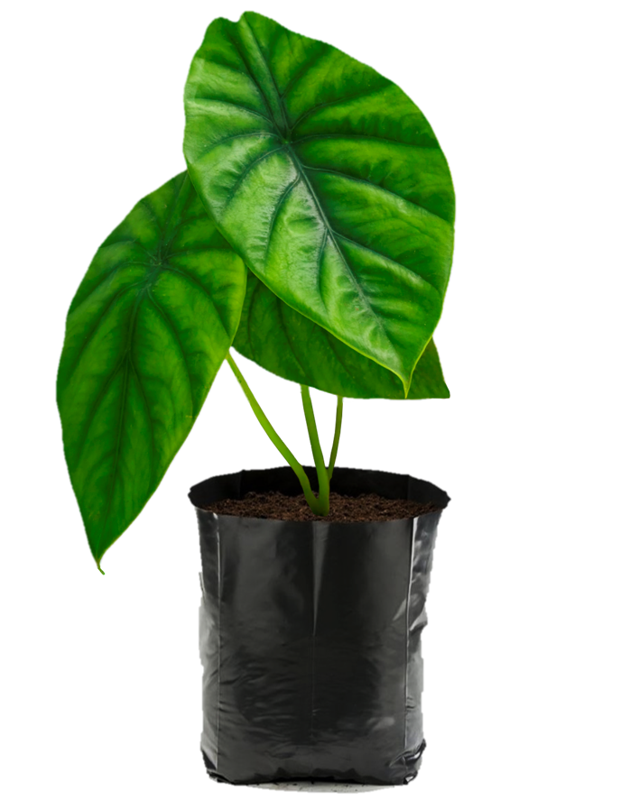 Escudo Verde