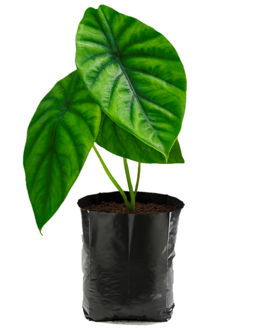 Escudo Verde