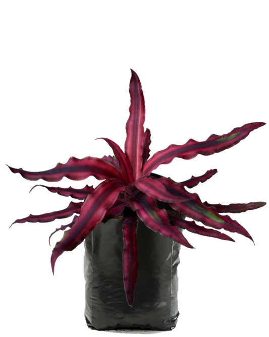 Estrella de Tierra