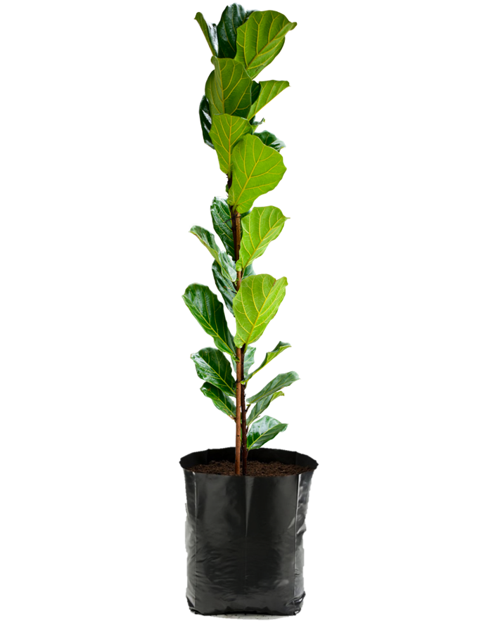 Ficus pandurata. Planta de sombra
