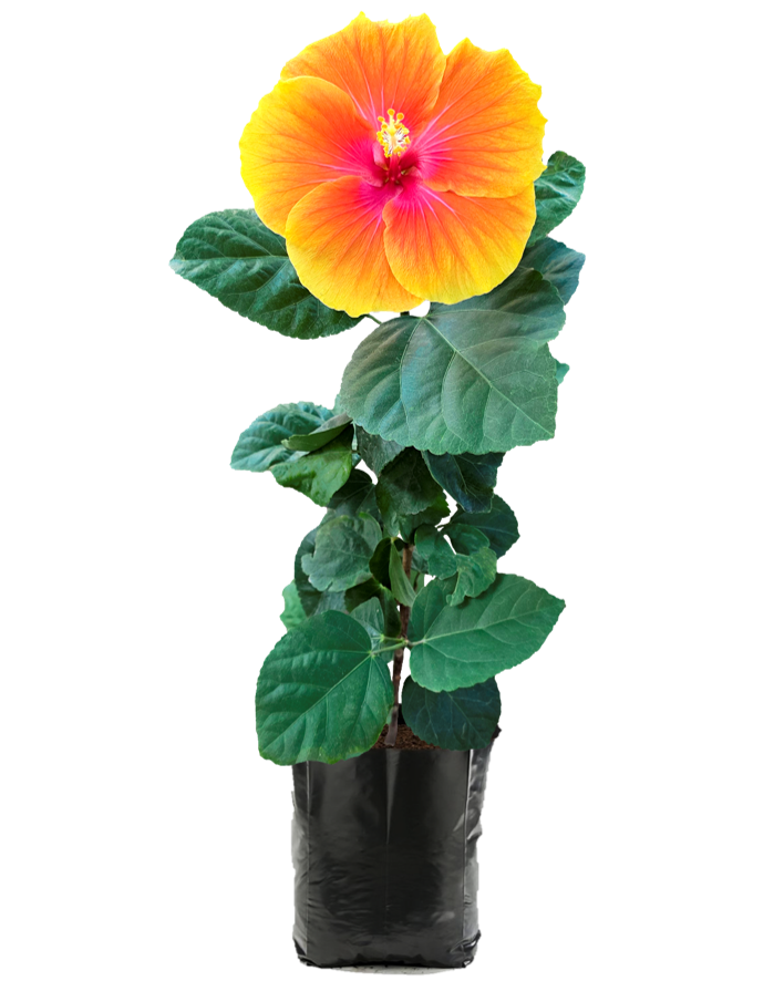 Hibisco Arcoíris