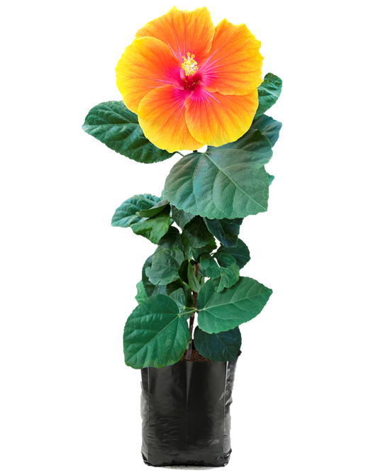 Hibisco Arcoíris