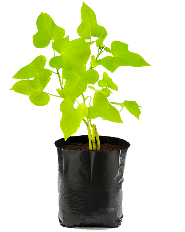 Ipomea Verde