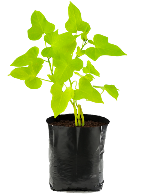 Ipomea Verde