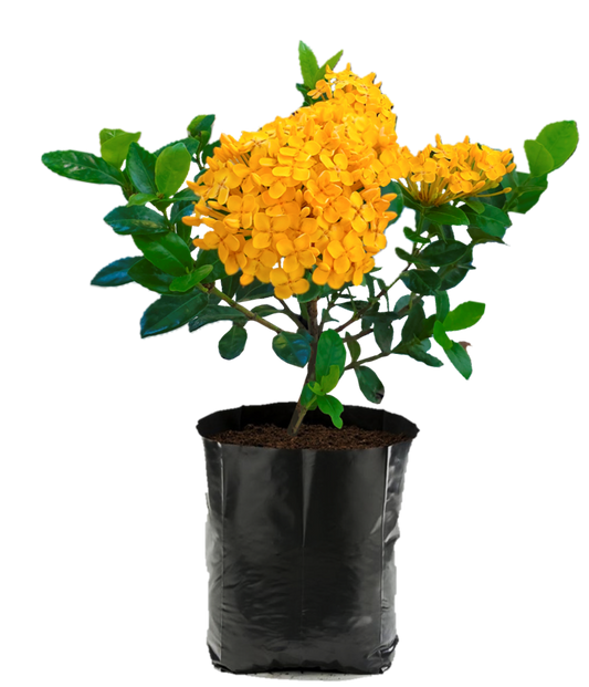 Ixora Karla Amarilla