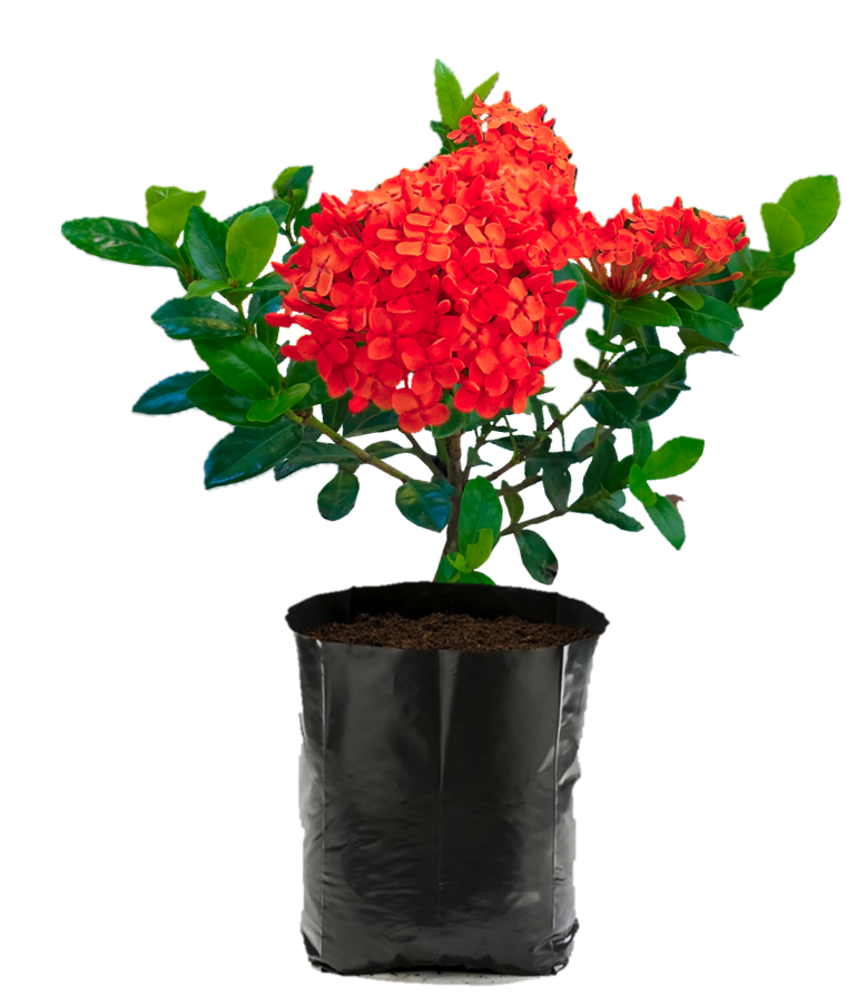 Ixora Karla Roja