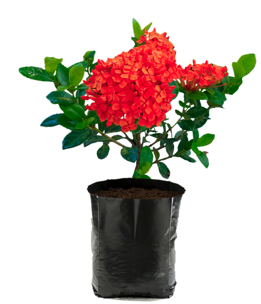 Ixora Karla Roja