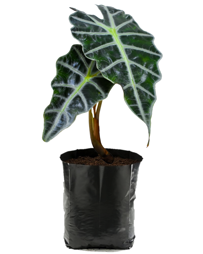 Alocasia. Planta de sombra