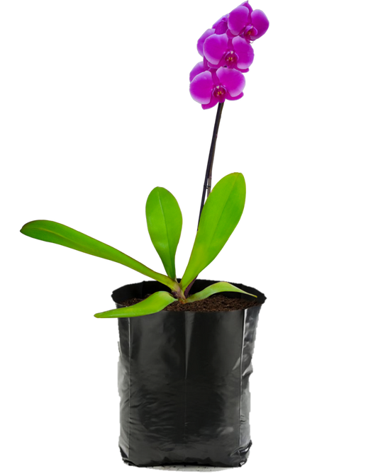 Orquídea Morada