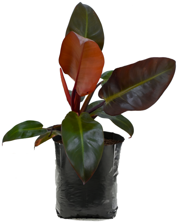 Philodendron Congo. Planta de sombra
