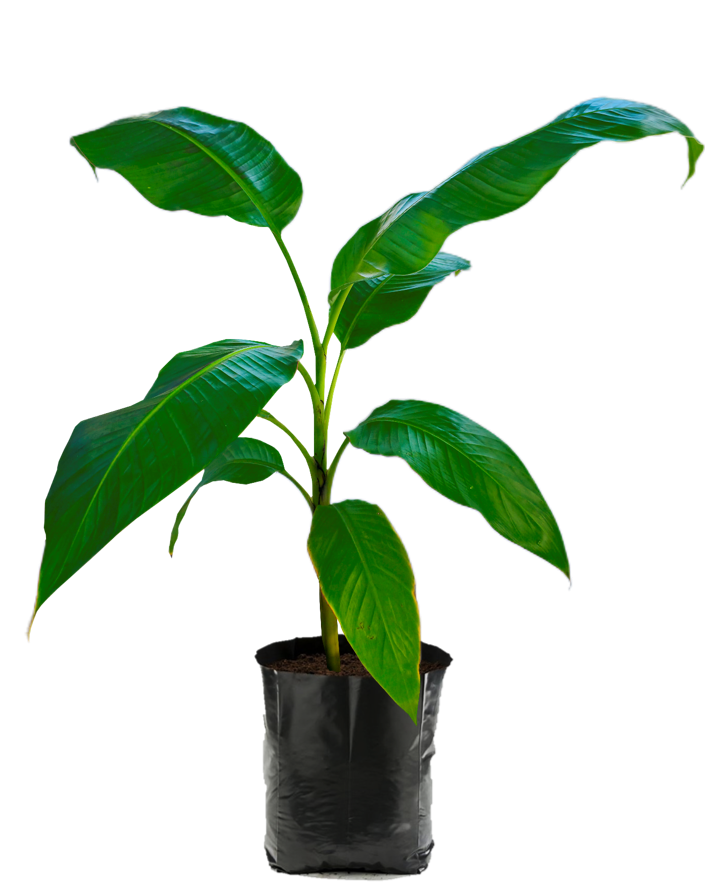 Plátano