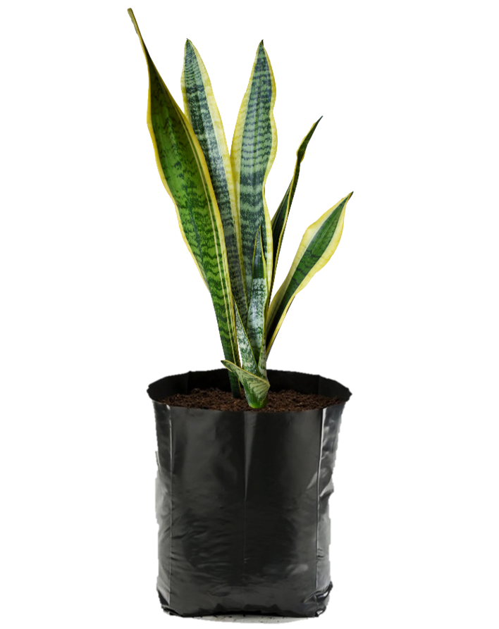Sansevieria 'Laurentii'