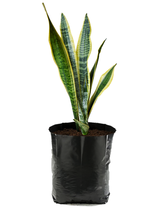 Sansevieria 'Laurentii'