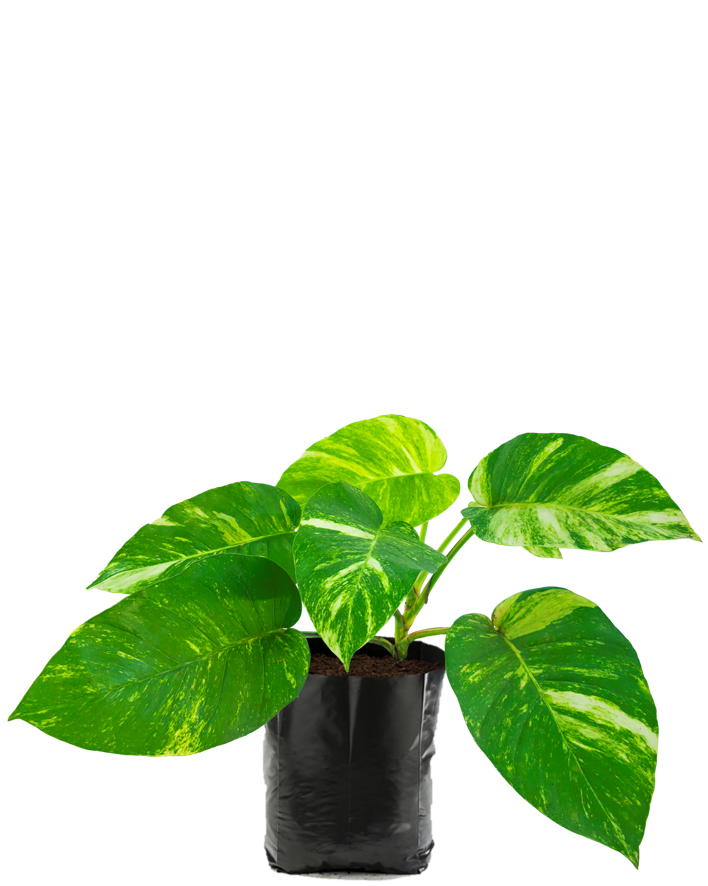 Teléfono Verde