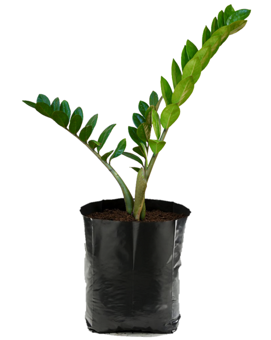 Zamioculcas